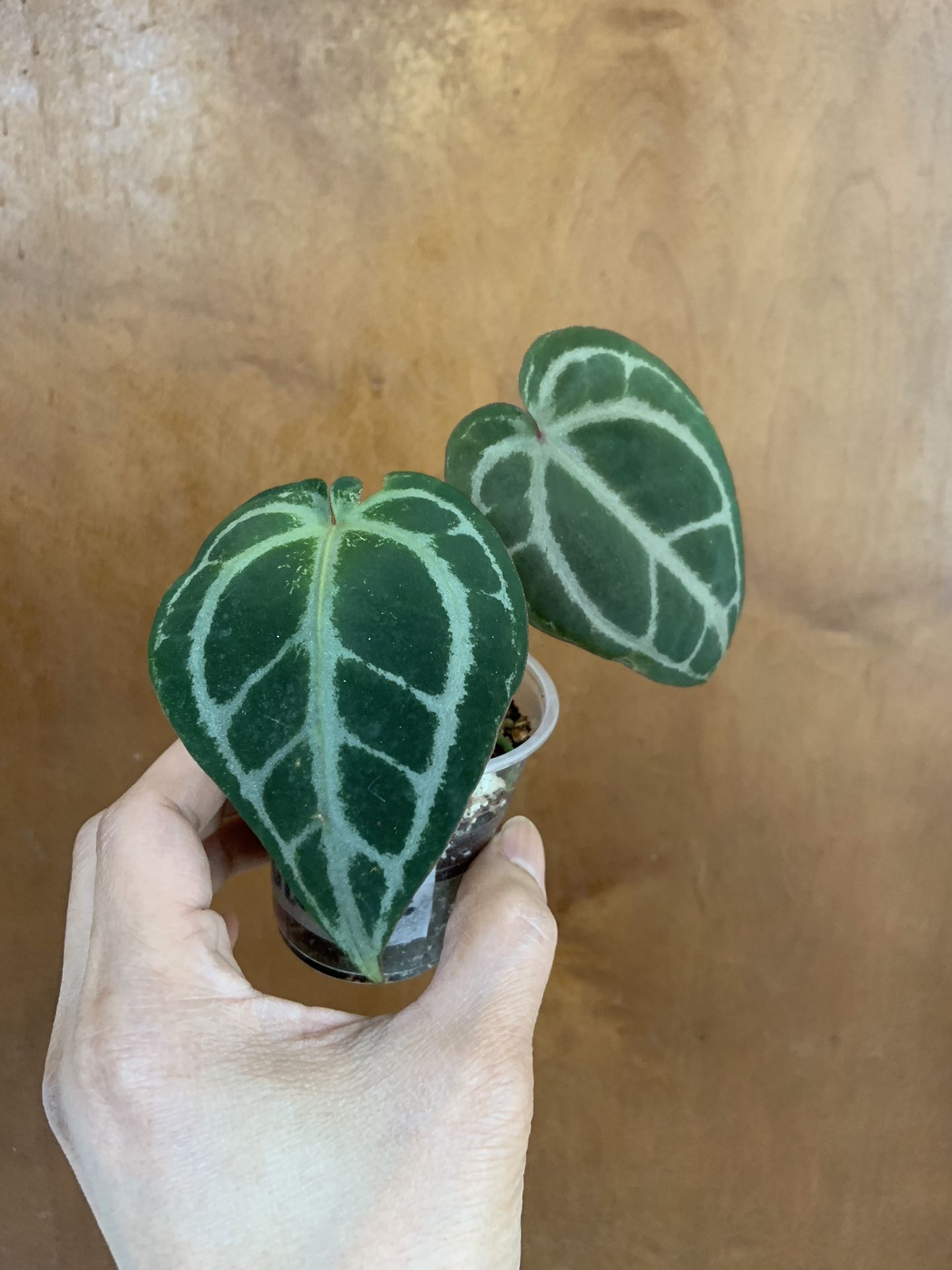 Anthurium Red Crystallinum X SKG Silver