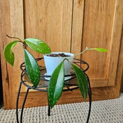 Hoya Pubicalyx (White Pot-A)