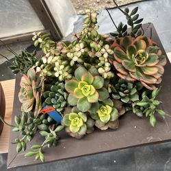 14” Wood Pot With Succulent Plants 