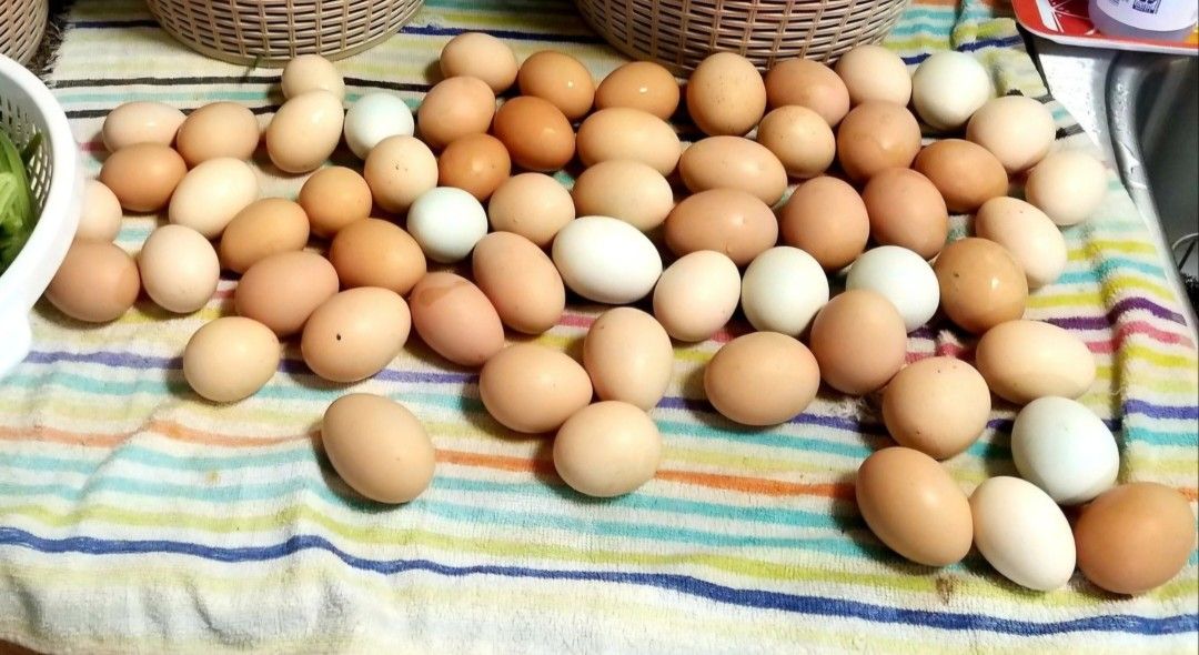 Fresh Eggs