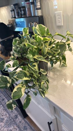 Variegated Pothos Live Houseplant