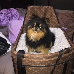 Stylish pet safety car seats (Atlanta to Peachtree City)