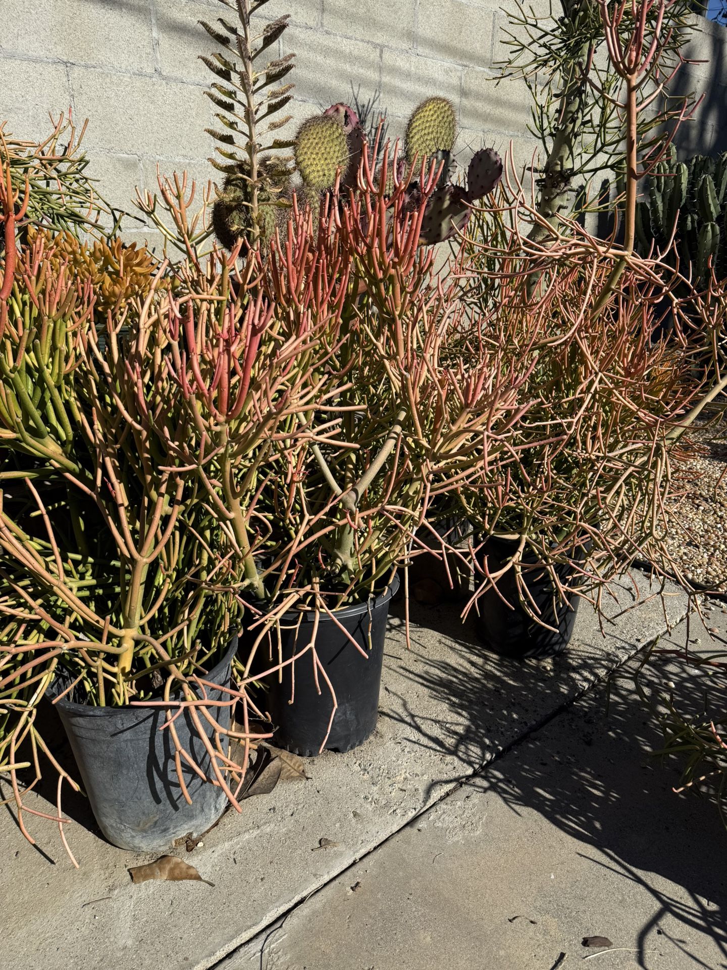 Tons Of Firesticks  Plant For Sale