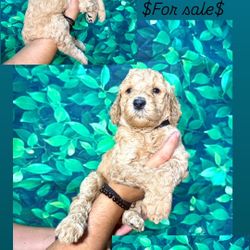 Standard Goldendoodle/