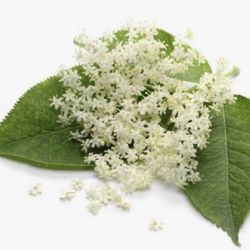 Organic dried antioxidant elderberry tea.