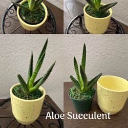 Plant - Aloe Succulent - Not Artificial 