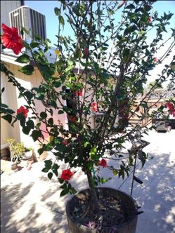 Hibiscus Tree 11 feet Tall- In Barrel