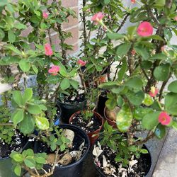 Euphorbia Small Red Flowers 🌺 