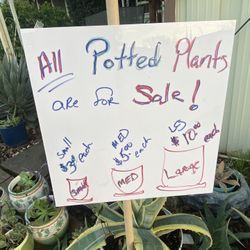 Potted Plants For Sale