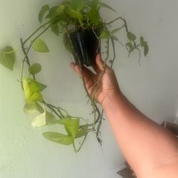 Pothos House Plant Low Maintenance 4”