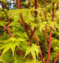 Japanese Sango Kaku Maple Tree