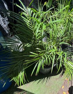 Palm