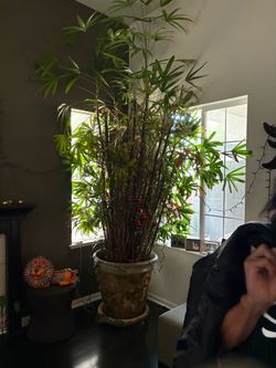 Large Indoor Palm Plant in Terra Cotta Pot