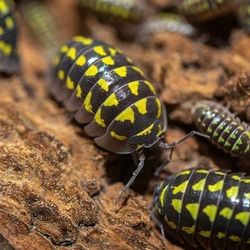 Gestroi Isopods 10ct