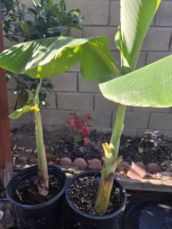 Banana Tree