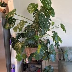 Monstera