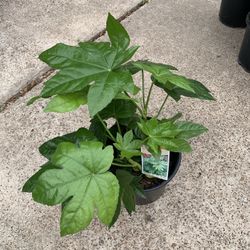 Japanese Aralia Plant 