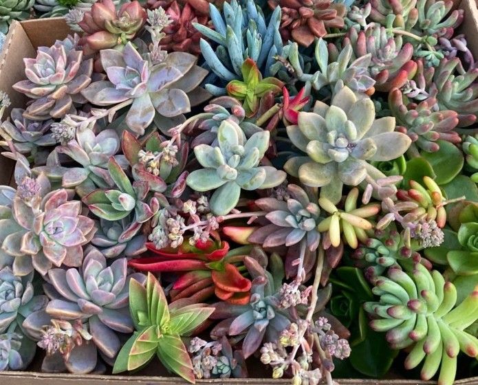 Assorted Succulents Fresh Cuttings 20+ types