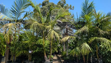 King Palm 🌴🌴