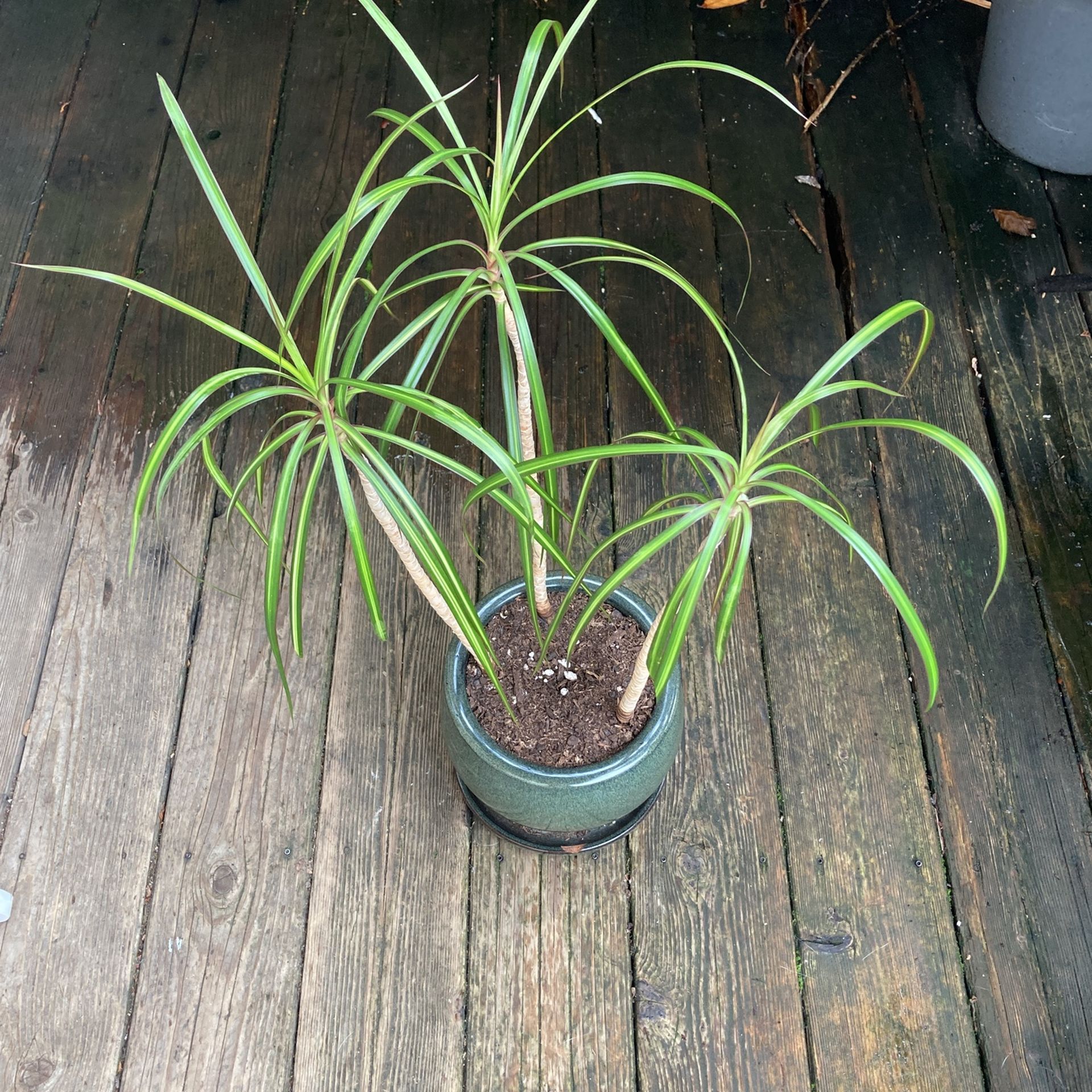 Marginata Sunray In Very Nice Pot!