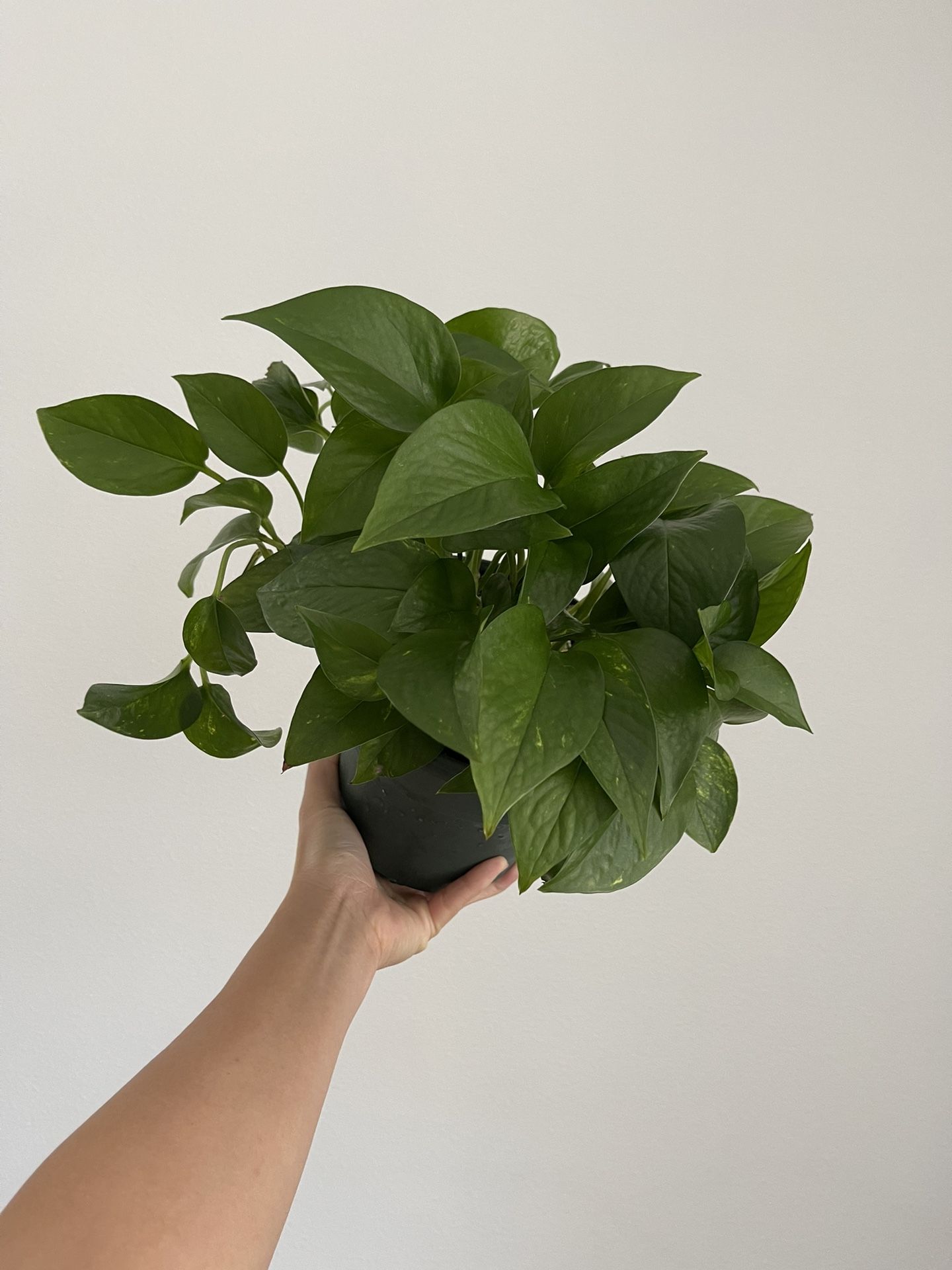 golden pothos - 6” pot