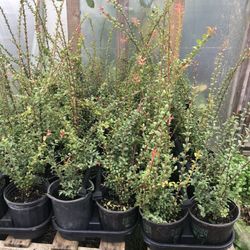 Evergreen Huckleberry Plants!