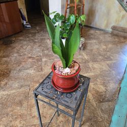 Sansevieria Snake Plant In 6in Ceramic Pot With Tray