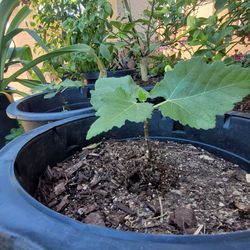 Fig tree