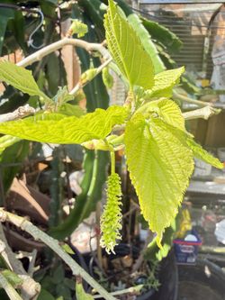 Organic Mulberry Plant (fruiting )