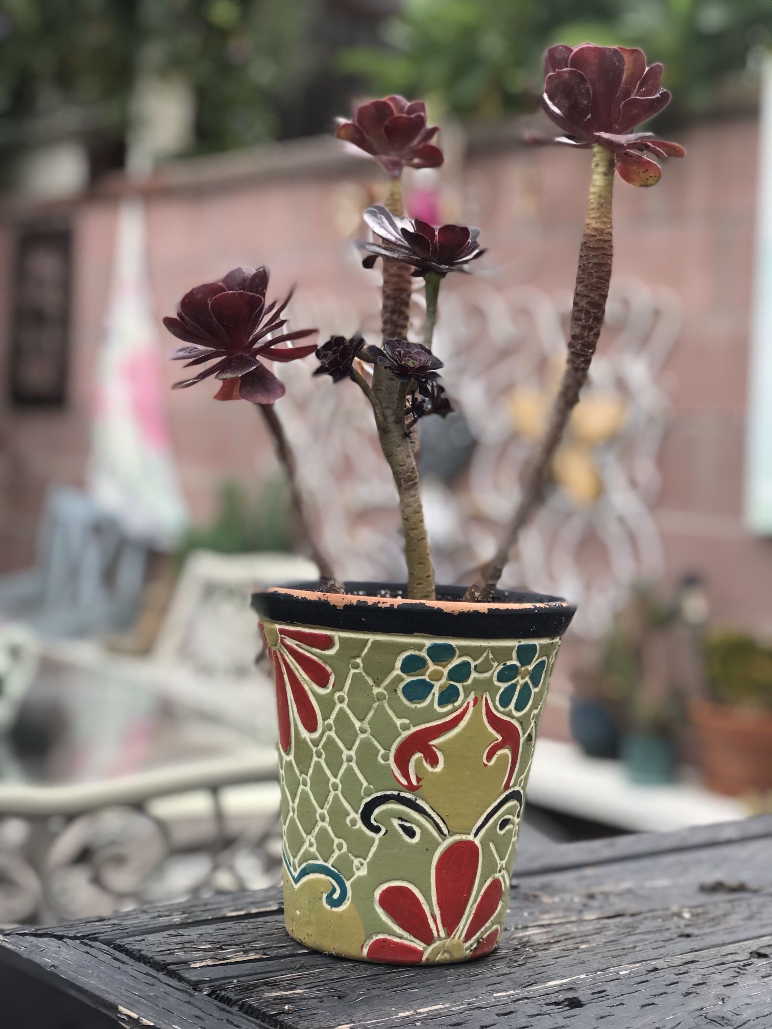 $15 Black Rose Succulent