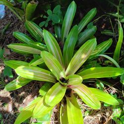 Various  Bromeliads Available 