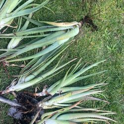 Aloe Vera