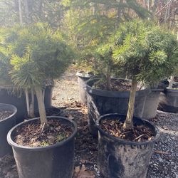 Dwarf Mugo On A Standard Trees