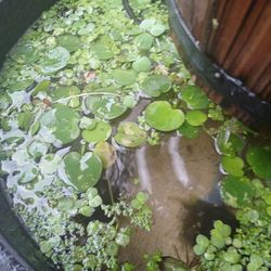 Aquatic Plants Pond Plants, Fish Tank Plants, Duckweed, Frogbit, Water Lettuce Salvinia Minima, Natan, And More