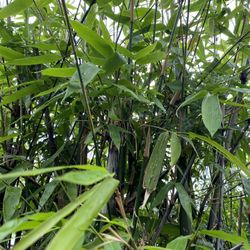 Bamboo Tree Udig 