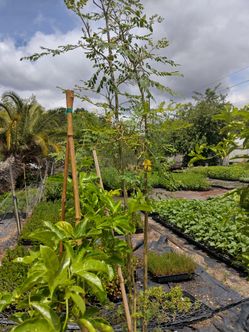 Passion Fruit Vine 'Fredrick'