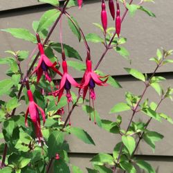 Hummingbird Fuchsia, Hardy Fuchsia Magellanica Perennial Plant. See All Pics.