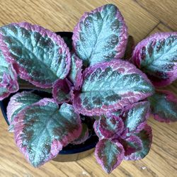 Rare Non-Toxic Cleopatra Flame Violet Plant / Free Delivery Available 