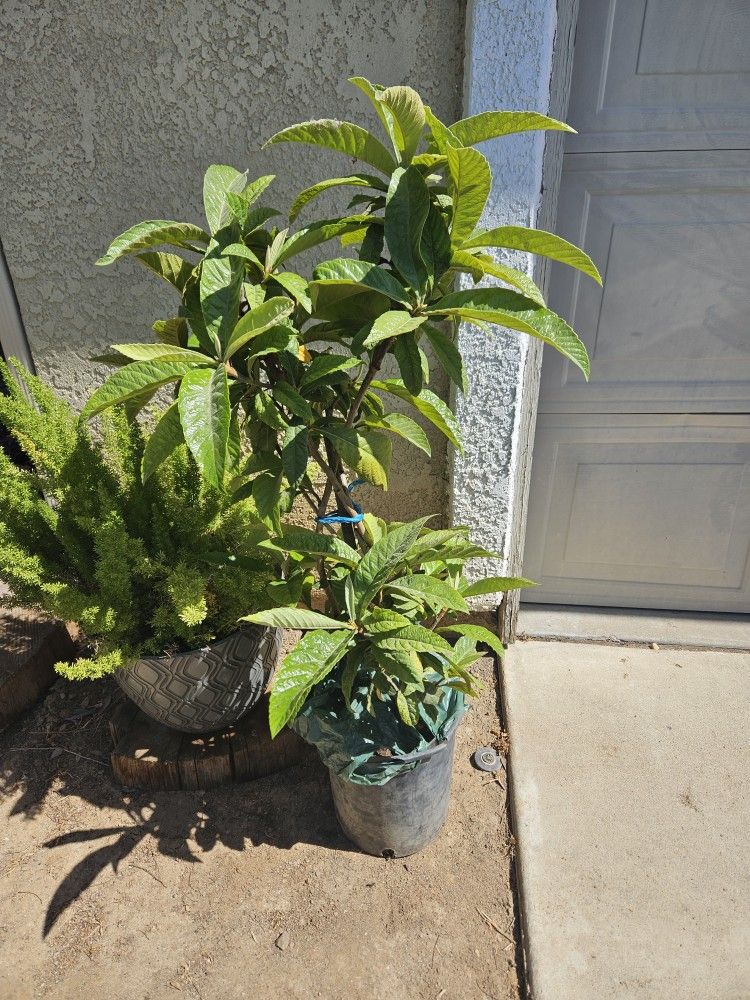Locuat...Tree. Pick Up.about 3 .5ft