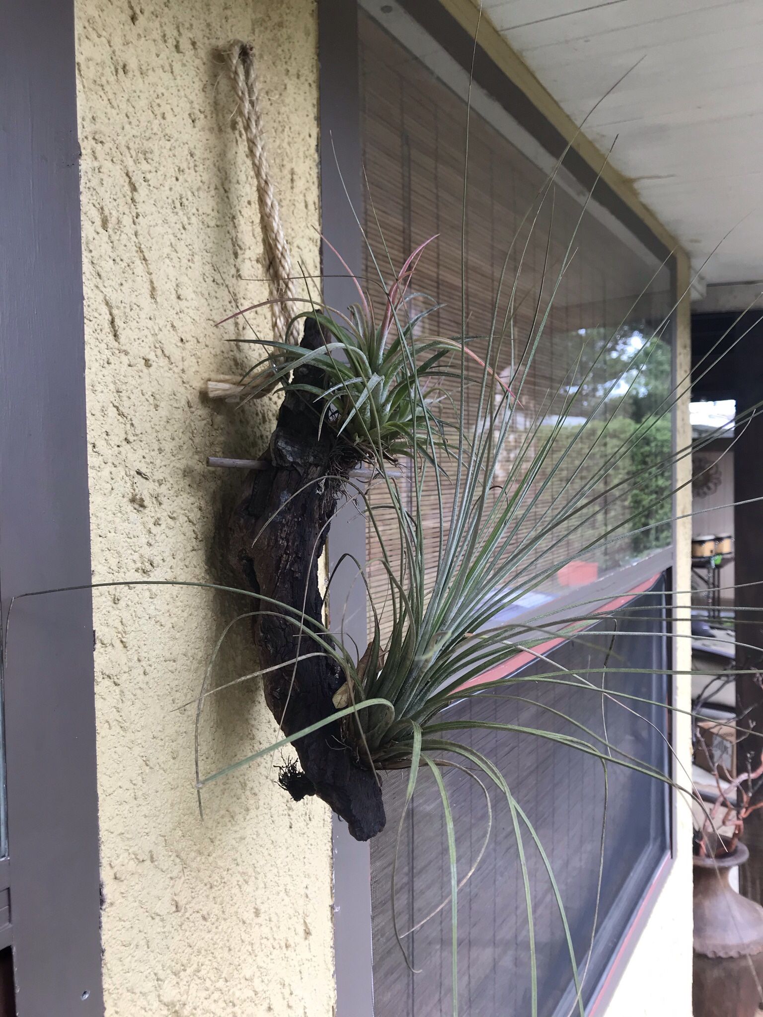 Air Plants #1