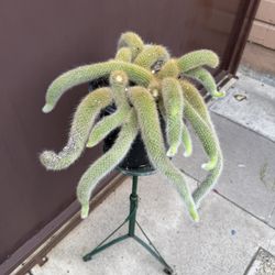 Big Monkey Tail W/ Multiple Plants In 10” Pot 