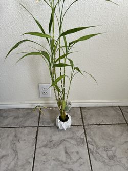 Plants
