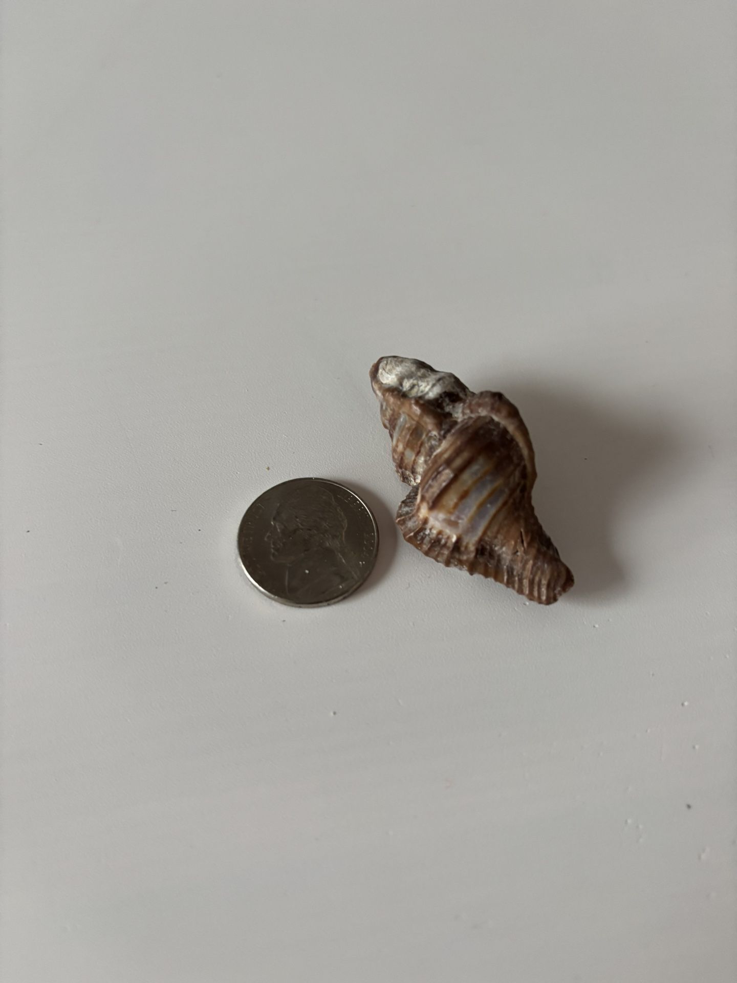 Atlantic oyster drill Seashell