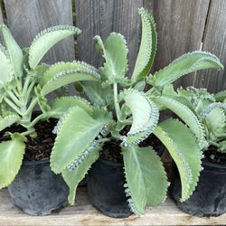 Mother of Thousands (Kalanchoe laetivirens) / Mala Madre (1gl)