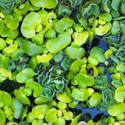 Pond natural water filtration plants