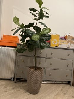 Fig Tree