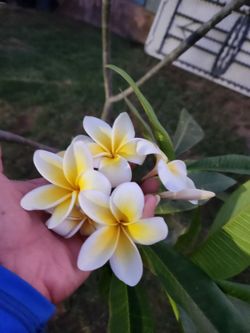 Plomeria yellow   smell  like perfume