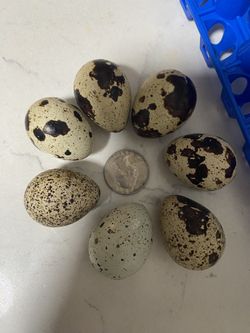 Jumbo Quail Eggs