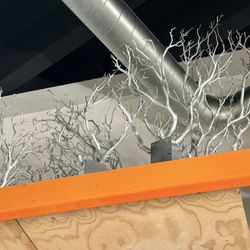 Silver manzanita tree