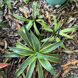 3 Agave plants $18 takes all